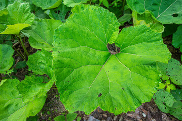 Common Butterbur (Petasites hybridus) with its characteristic giant leaves resembling an umbrella....