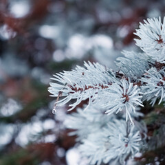 close up of snow covered pines