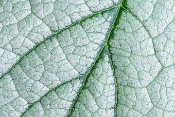 Brunnera macrophylla Silver Heart leaf structure