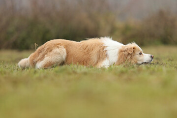 Border collie laying down on the grass
