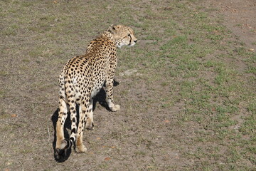 Kenya - Masai Mara - Cheetah