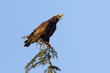 Bald Eagle - Immature