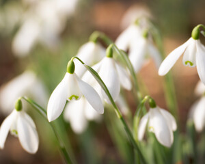 First snowdrops opened wide in the sunshine. The bring colour back into our lives after a long winter.