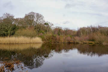 Fototapeta na wymiar bare trees surround still lake on cold winter day. 