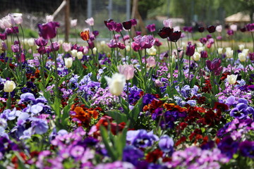 colorful flowers on the field