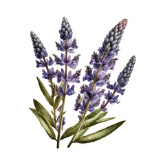 Naklejka premium Lavender flowers, vector illustration in a watercolor style eps10. Isolate on a white background.