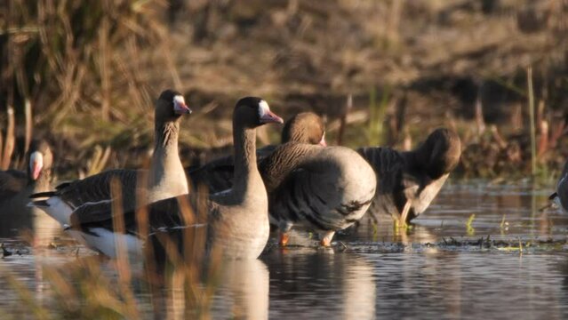 Flock of Greater white-fronted goose (Anser albifrons) in springtime near pond