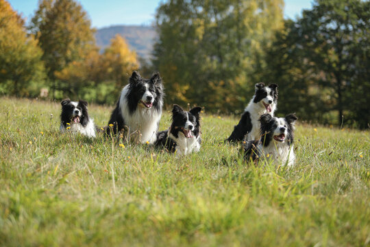 Border collie ground sitting