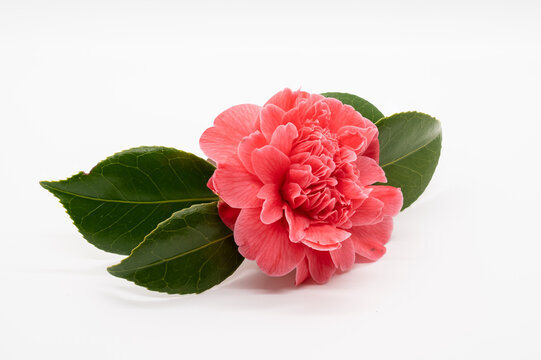 Pink Camillia flower with leaves isolated on a white background