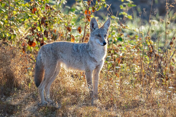American Coyote