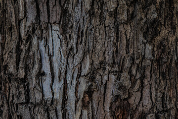 bark of a tree