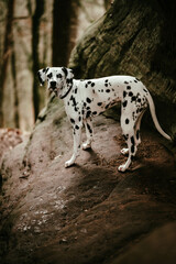 Hund (Dalmatiner) vor Felsen