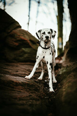Hund (Dalmatiner) vor Felsen