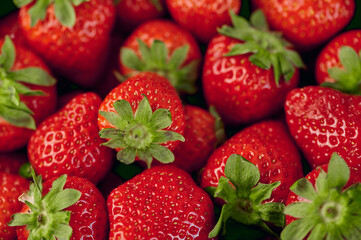 red ripe strawberries as background photo