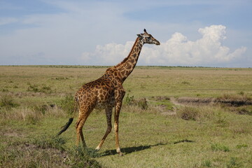 Kenya - Masai Mara - Giraffe