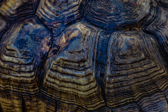 Background Pattern Tortoise Shell Close-up