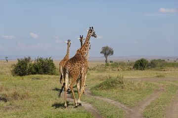 Naklejka premium Kenya - Masai Mara - Giraffe