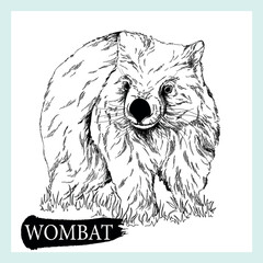 Hand drawn sketch style Wombat isolated on white background. Vector illustration. - 568553304