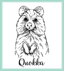 Hand drawn sketch style Quokka isolated on white background. Vector illustration. - 568553307