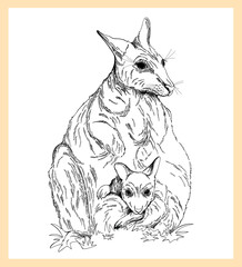 Hand drawn sketch style Kangaroo isolated on white background. Vector illustration. - 568553318