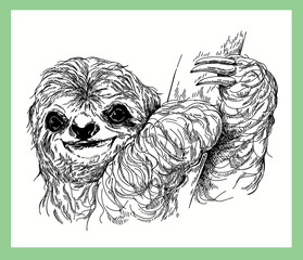 Hand drawn sketch style Sloth isolated on white background. Vector illustration.