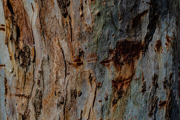 bark of a tree