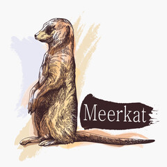 Hand drawn sketch style Meerkat isolated on white background. Vector illustration. - 568553366