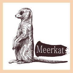 Hand drawn sketch style Meerkat isolated on white background. Vector illustration. - 568553371