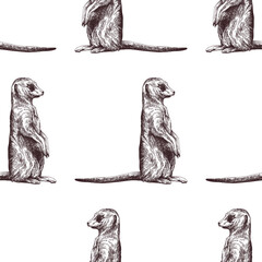 Seamless pattern of hand drawn sketch style Meerkats isolated on white background. Vector illustration. - 568553388