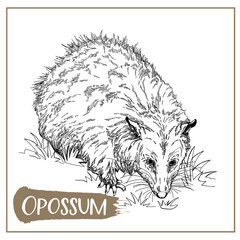 Hand drawn sketch style Opossum isolated on white background. Vector illustration. - 568553391