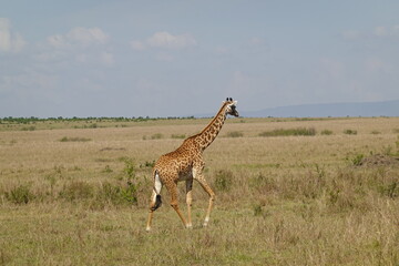 Kenya - Masai Mara - Giraffe