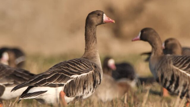 Flock of Greater white-fronted goose (Anser albifrons) in springtime near pond