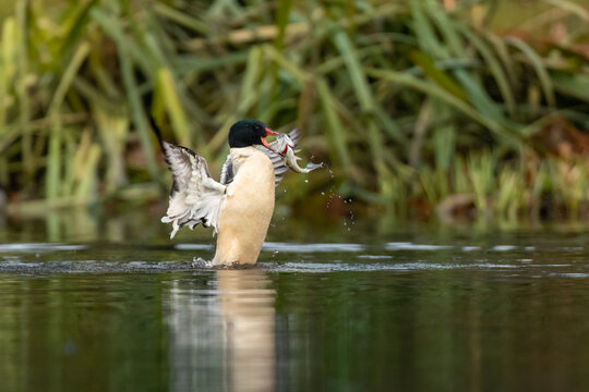 Common Merganser - Male