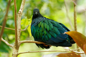 Caloenas nicobarica - Nicobar Pigeon black and green bird found on small islands and in coastal regions from Andaman and Nicobar Islands, India, east through the Malay to the Solomons and Palau