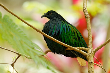 Caloenas nicobarica - Nicobar Pigeon black and green bird found on small islands and in coastal regions from Andaman and Nicobar Islands, India, east through the Malay to the Solomons and Palau