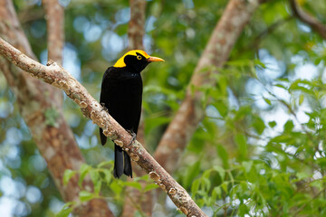 Regent Bowerbird - Sericulus chrysocephalus medium-sized sexually dimorphic bird, male bird is black and golden orange-yellow crown and bill, black feet and yellow iris, female is a brown bird