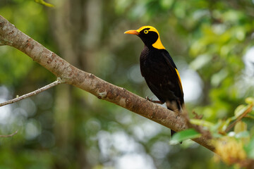 Regent Bowerbird - Sericulus chrysocephalus medium-sized sexually dimorphic bird, male bird is black and golden orange-yellow crown and bill, black feet and yellow iris, female is a brown bird