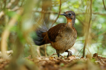 Prince Alberts Lyrebird - Menura alberti timid pheasant-sized songbird endemic to subtropical rainforests of Australia, in a small area on the border between New South Wales and Queensland
