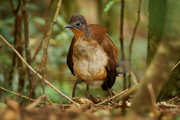 Prince Alberts Lyrebird - Menura alberti timid pheasant-sized songbird endemic to subtropical rainforests of Australia, in a small area on the border between New South Wales and Queensland