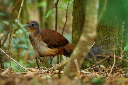 Prince Alberts Lyrebird - Menura alberti timid pheasant-sized songbird endemic to subtropical rainforests of Australia, in a small area on the border between New South Wales and Queensland