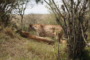 Kenya - Masai Mara - Lions - adults and cubs