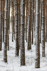 Pine forest in winter. Pine tree trunks covered with snow.