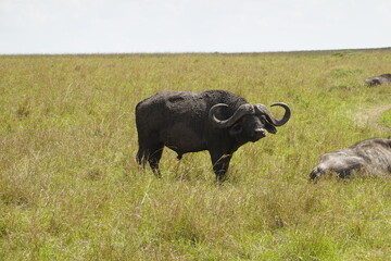 Kenya - Masai Mara - Sausage Tree