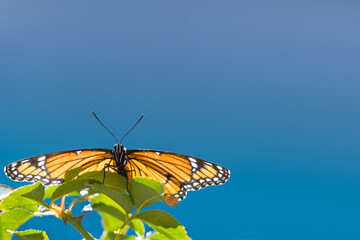 butterfly with clean blue background