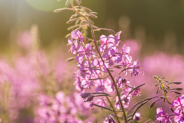 Purple Alpine Fireweed closeup