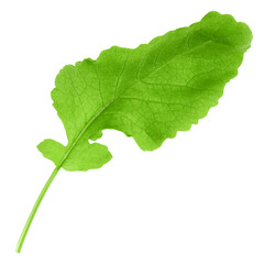 radish Leaf, isolated on white background, clipping path, full depth of field