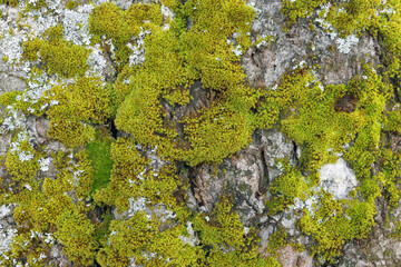 Green moss closeup texture. Forest ground macro background. Moss growing on tree bark. Turf texture. Foliage green plant pattern. Lichen detailed macro backdrop. Tree trunk texture.