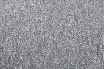 Aerial shot of fir trees covered in snow. Beauty in Nature winter background concept.