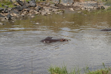Kenya - Masai Mara - hippo