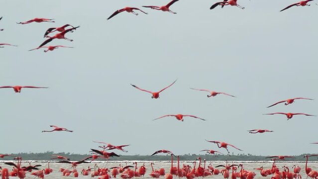 pink flamingo mexico wildlife birds